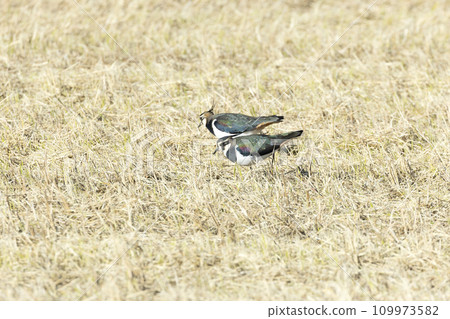 Tageli Tageli 109973582