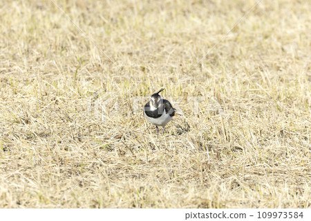 Tageli Tageli 109973584