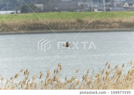 一隻烏鴉 109973595