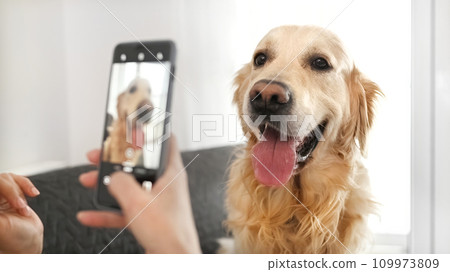 Girl takling photo of golden retriever dog Girl takling photo of golden retriever dog 109973809
