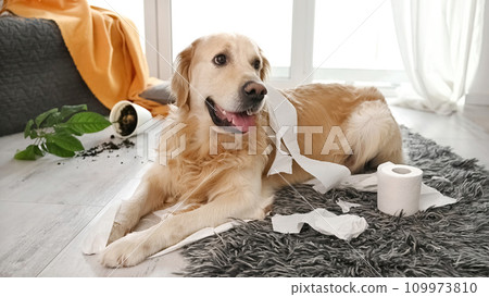 Golden retriever dog playing with toilet paper Golden retriever dog playing with toilet paper 109973810