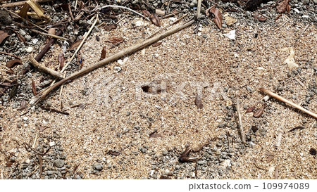 Hermit crab burrow on Tsuken Island, Okinawa Prefecture Hermit crab burrow on Tsuken Island, Okinawa Prefecture 109974089