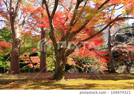 東京殿谷戶花園的秋葉 109974321