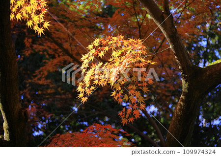 東京殿谷戶花園的秋葉 東京殿谷戶花園的秋葉 109974324