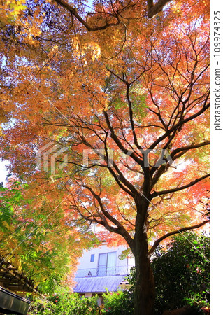 東京殿谷戶花園的秋葉 東京殿谷戶花園的秋葉 109974325