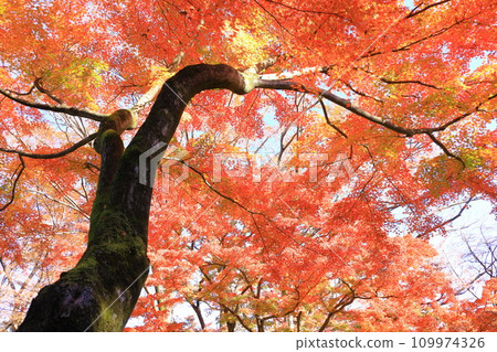 東京殿谷戶花園的秋葉 東京殿谷戶花園的秋葉 109974326