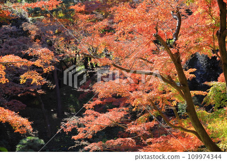 Autumn leaves at Tonogayato Garden, Tokyo 109974344