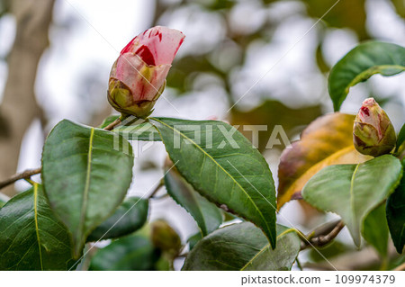 Camellia buds in early spring ~Waiting for spring~ 109974379