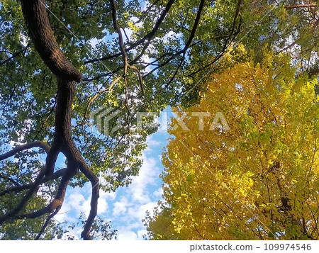 Arrange your autumn wings 109974546