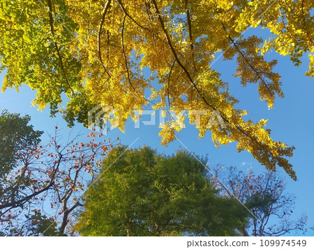 once a year 109974549