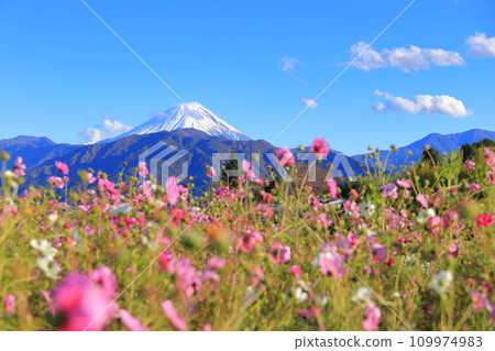 Mt. Fuji seen from a cosmos field, a shelf in Nakano, Yamanashi Prefecture Mt. Fuji seen from a cosmos field, a shelf in Nakano, Yamanashi Prefecture 109974983