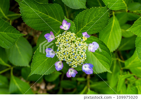 繡球花季~六月的色彩~ 繡球花季~六月的色彩~ 109975020