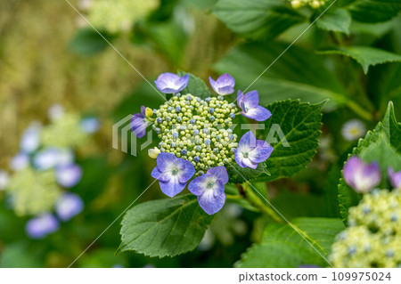 Hydrangea season ~colors in June~ 109975024