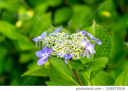 Hydrangea season ~colors in June~ Hydrangea season ~colors in June~ 109975026
