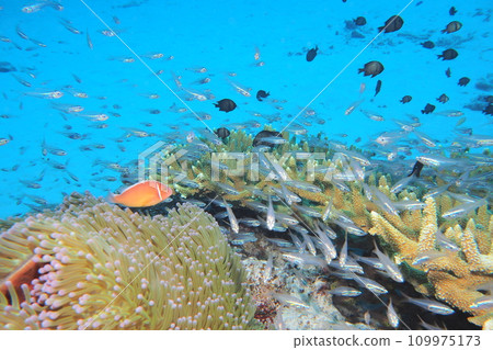A clownfish swimming among sea anemones in the sea of Okinawa A clownfish swimming among sea anemones in the sea of Okinawa 109975173
