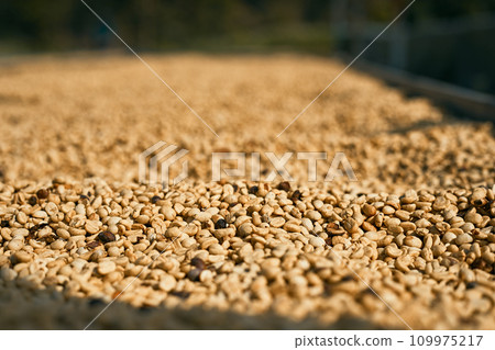 Raw coffee beans, coffee drying process on shelf natural sunlight plantation at factory community Raw coffee beans, coffee drying process on shelf natural sunlight plantation at factory community 109975217