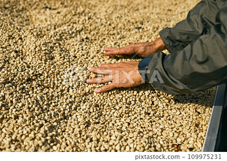 Man from Thailand drying coffee beans at factory 109975231