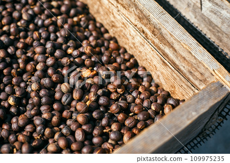 Raw coffee beans, coffee drying process on shelf natural sunlight plantation at factory community 109975235
