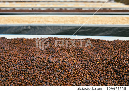 Raw coffee beans, coffee drying process on shelf natural sunlight plantation at factory community Raw coffee beans, coffee drying process on shelf natural sunlight plantation at factory community 109975236