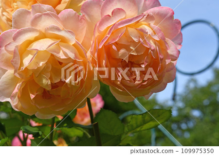 amazing royal double pink-yellow color roses blossom in garden. close up shot. amazing royal double pink-yellow color roses blossom in garden. close up shot. 109975350