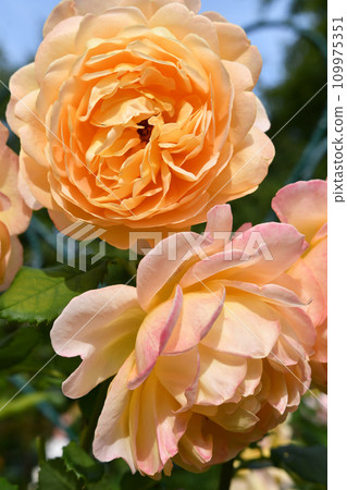 amazing royal double yellow-apricot color roses blossom in garden at sunny day. close up shot. 109975351