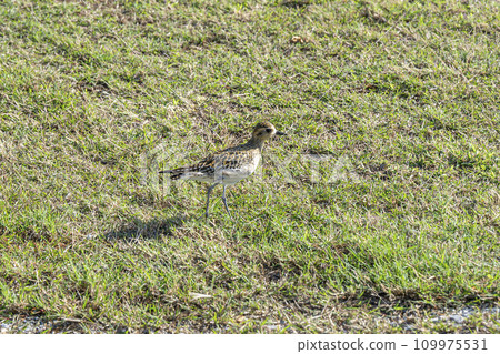 Munaguro running around the square, Nakijin Village, Okinawa Prefecture 109975531