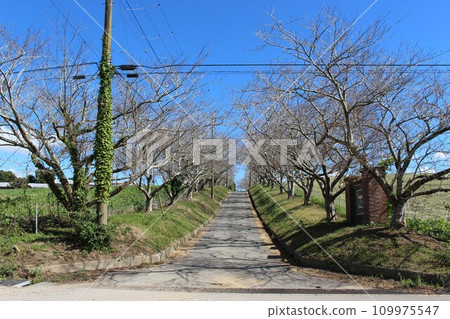 高英農場牛奶工廠 綠樹成蔭的道路(入口) 高英農場牛奶工廠 綠樹成蔭的道路(入口) 109975547