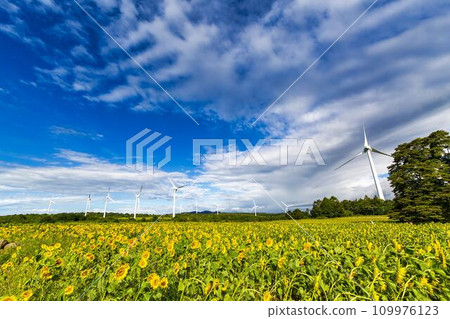 Nunobiki Kogen in summer Sunflowers in full bloom and windmills Koriyama City, Fukushima Prefecture 109976123
