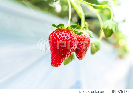 Red ripening strawberry fruits, strawberry picking at the house, Yamamoto Town, Miyagi Prefecture 109976124