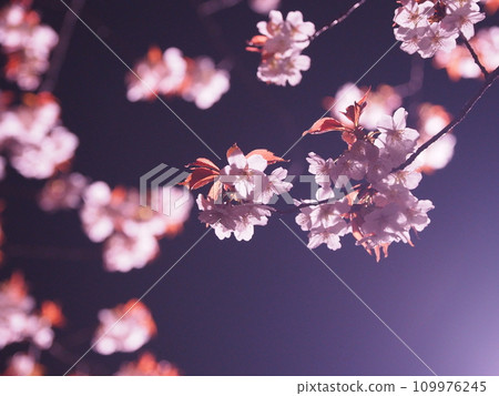 Cherry blossoms appearing in the dark night Cherry blossoms appearing in the dark night 109976245