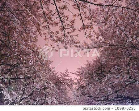 Look up and you'll see heart-shaped cherry blossoms at night 109976253