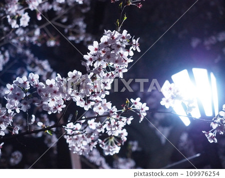 櫻花在黑夜中綻放 109976254