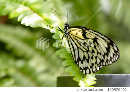 Giant butterfly perched on a fern 109976401