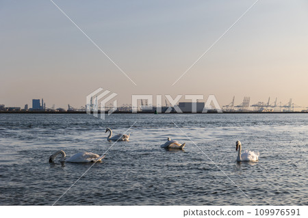 White swans swim in the sea, ocean. In the background are ships and seaport. Beautiful waves are lit in the evening sun. North Sea. Netherlands. 109976591