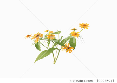 Little Yellow Star Melampodium divaricatum 109976941