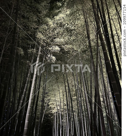Bamboo grove in the night Bamboo grove in the night 109977154