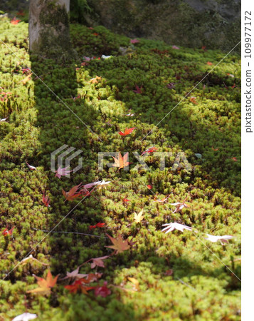 Okudono Jinya in Okazaki City, Aichi Prefecture in autumn 109977172