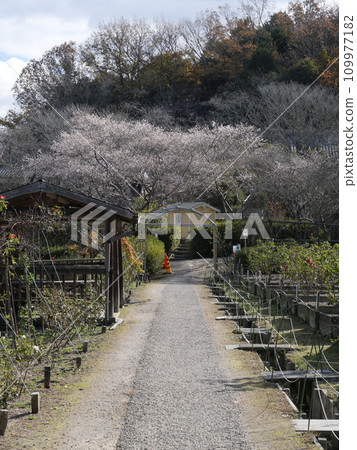 Okudono Jinya in Okazaki City, Aichi Prefecture in autumn Okudono Jinya in Okazaki City, Aichi Prefecture in autumn 109977182