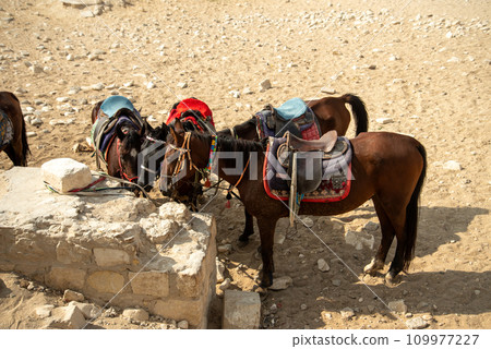 Horse-drawn carriages seen around the Pyramids of Giza, Egypt 109977227