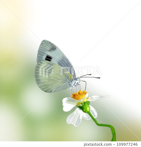 蝴蝶被困在一朵花 109977246