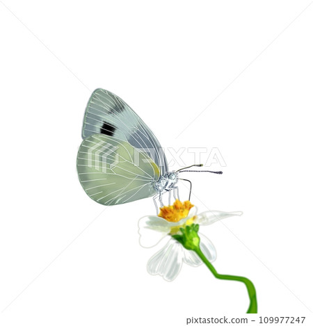 Butterflies Stuck in a Flower Butterflies Stuck in a Flower 109977247