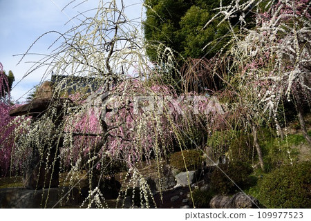 Kyoto Jonangu Shrine Weeping Plum Shrine Garden 109977523