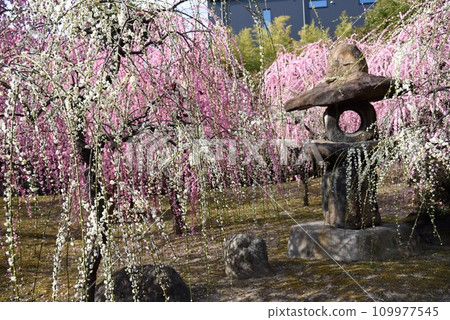 Kyoto Jonangu Shrine Weeping Plum Shrine Garden 109977545