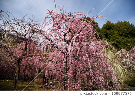 京都城南宮垂梅神社庭園 京都城南宮垂梅神社庭園 109977575