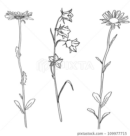 Chamomile Flower herbal. Bluebell flowers. Sketch. Hand drawn outline vector illustration, isolated. White background. Can be Used Template for packing Tea, Cosmetics, Medicines, biological additives 109977715