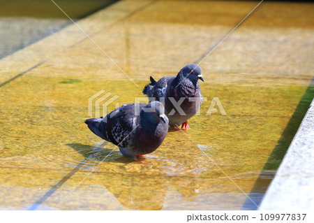 一隻鴿子製作一隻鴿子 一隻鴿子製作一隻鴿子 109977837