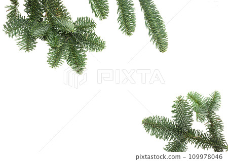 Christmas tree branch on isolated white background. Winter holiday element for greeting card, design invitation Christmas tree branch on isolated white background. Winter holiday element for greeting card, design invitation 109978046