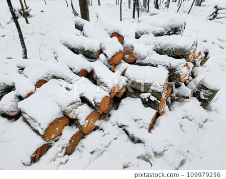 Firewood under the snow. Wooden logs and firewood under snow in the winter forest. Firewood under the snow. Wooden logs and firewood under snow in the winter forest. 109979256