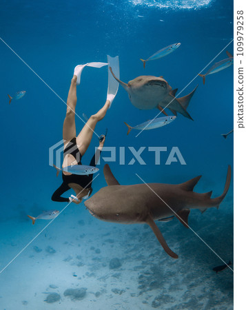 Woman in wetsuit dives and swims with the sharks in a tropical sea in the Maldives Woman in wetsuit dives and swims with the sharks in a tropical sea in the Maldives 109979258