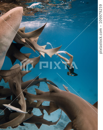 Woman freediver dives with the sharks in a tropical blue ocean in the Maldives Woman freediver dives with the sharks in a tropical blue ocean in the Maldives 109979259